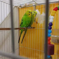 مرغ عشق|پرنده|چناران, |دیوار