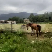 اسب محلی 8 سال