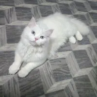 گربه نر پنج ماهه|گربه|گنبد کاووس, |دیوار