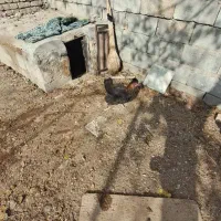 مرغ تخمگذار|حیوانات مزرعه|مبارکه, |دیوار