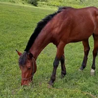 اسب آرام ونجیب بهترینه تو نوع خودش|اسب و تجهیزات اسبسواری|سیلوانه, |دیوار