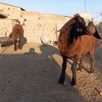 بره پرواری گوشتی نر وماده|حیوانات مزرعه|انبارآلوم, |دیوار