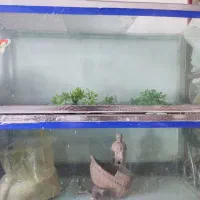 آکواریوم|ماهی|همدان, |دیوار