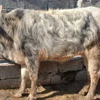 گاو با گوساله نر