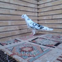 کفتر ابلغ مفلق|پرنده|اصفهان, کوی امیریه|دیوار