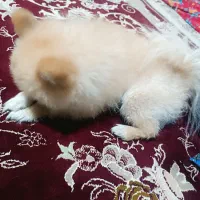 پامر خرسی نر عقیم نشده|سگ|اردبیل, |دیوار