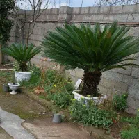 دوعدد سیکاس