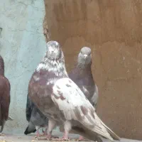 کبوتر پرشی رو 8 ساعت. سرخ سبز. ابلغ کله دم سبز ..