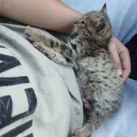 واگذاری بچه گربه