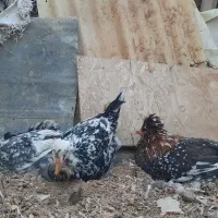 فروش تخم مرغ گلین|حیوانات مزرعه|شهرکرد, |دیوار