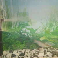 ماهی گوشتخوار|ماهی|بومهن, |دیوار