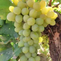 باغ میوه وآب|فروش زمین و ملک کلنگی|نیشابور, هفده شهریور|دیوار