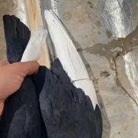 کبوتر قارا نر پرنده|پرنده|الوند, |دیوار