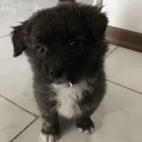 واگذاری پامر پیکینیز شیتزو|سگ|خرم‌آباد, |دیوار