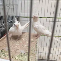 جفت عروس هلندی مولد البینو چشم شرابی