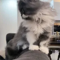 بچه گربه پرشین