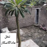 نخل ماداگاسکار