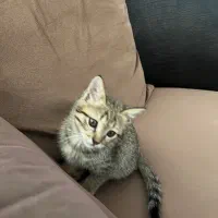 واگذاری گربه|گربه|تهران, هفده شهریور|دیوار