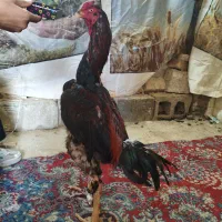 خروس لاری افغان