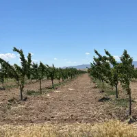 زمین سند دار باغ باغچه سهیلیه زعفرانیه|فروش زمین و ملک کلنگی|کرج, گلشهر|دیوار