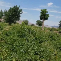 اجاره باغ انگوری وزمین کشاورزی