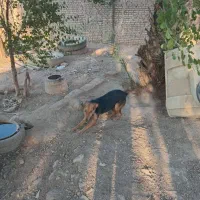 سگ ژرمن|سگ|اهواز, غیزانیه|دیوار