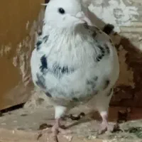 کبوتر|پرنده|محمدشهر, جعفرآباد|دیوار