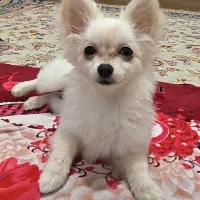 توله سگ3ماهه روباهی