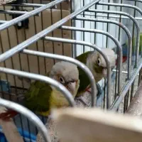 جفت مولد گرینچیک روی تخم|پرنده|قم, شهدا|دیوار