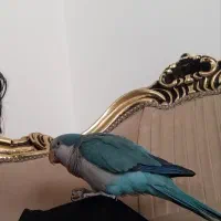 طوطی راهب سخنگو|پرنده|کرمانشاه, |دیوار