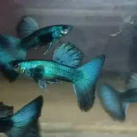 انواع گوپی مولی پلاتی کالرزبرا لجن خ آنجل آکواریوم|ماهی|تهران, امام زاده حسن|دیوار