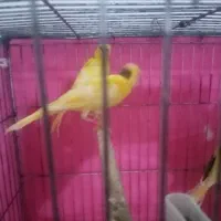 قناری|پرنده|حسن آباد, |دیوار