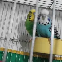 مرغ عشق انگلیسی