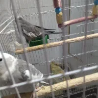 عروس هلندی جفت|پرنده|مشهد, امیرآباد|دیوار