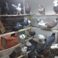 فروش  کبوتر|پرنده|نقده, |دیوار