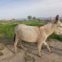 فروش الاغ نر