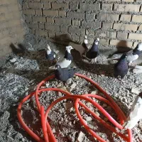 کبوتر زاغ آبادانی وشیخی|پرنده|رامشیر, |دیوار