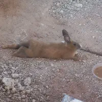 خرگوش