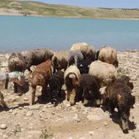 میش بره دار