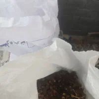 فروش خرما خشک (کرنگ،کنگا) مخصوص دام