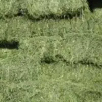 یونجه به صورت پرس