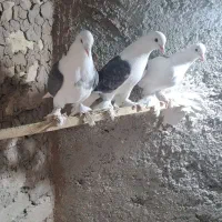 یاهو اصل|حیوانات|بهار, |دیوار