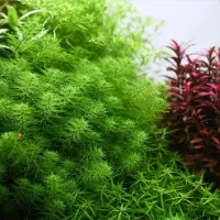 گیاه آکواریومی گایانا