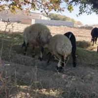 کوه قوچ 3شیره بهترن نژاد|حیوانات مزرعه|الیگودرز, |دیوار