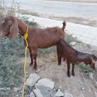 بز ماده مطفل رامشیر|حیوانات مزرعه|بندر ماهشهر, |دیوار