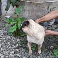 سگ پاگ|سگ|رشت, یخسازی|دیوار