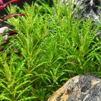 گیاه اکواریوم پوگوستمون هلفری pogostemon helferi|ماهی|تهران, جردن|دیوار