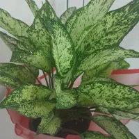 گل خوشگل|گل و گیاه طبیعی|اسدآباد, |دیوار