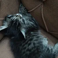 گربه میکس پرشین و هیمالین|گربه|مشهد, شهرک مهر آباد|دیوار