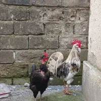 تخم مرغ میکس لاری گلین گردن لختی پاپر